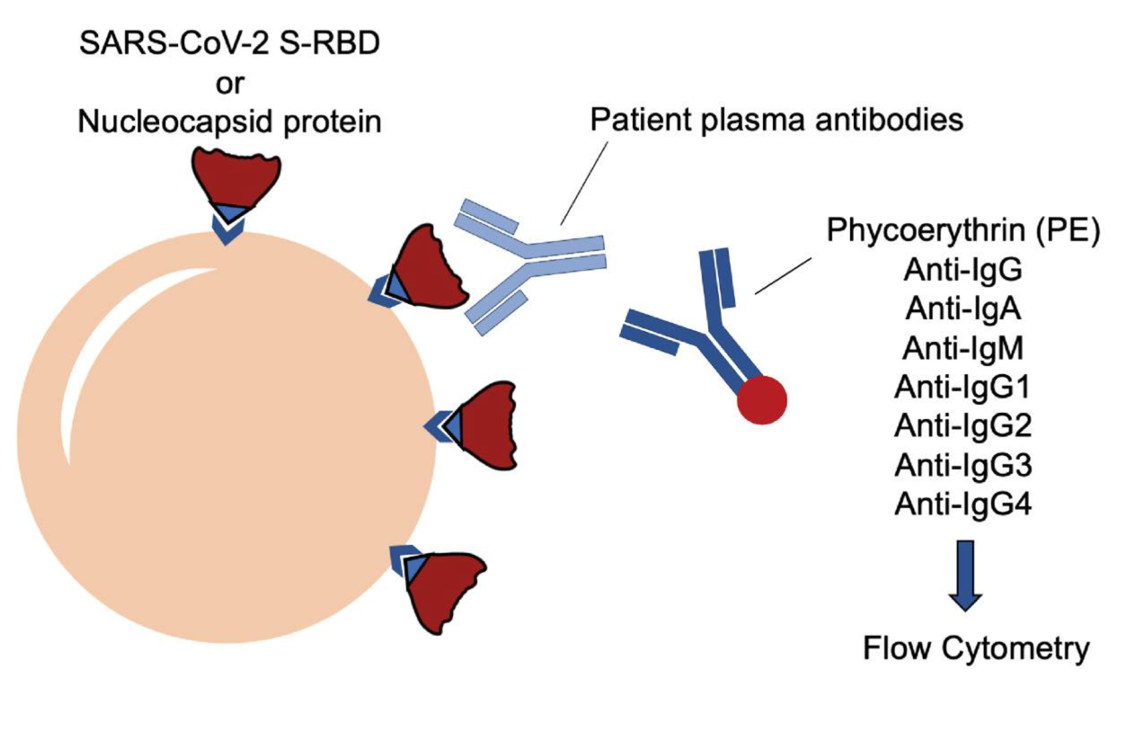 Custom Antibody Assays